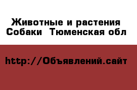 Животные и растения Собаки. Тюменская обл.